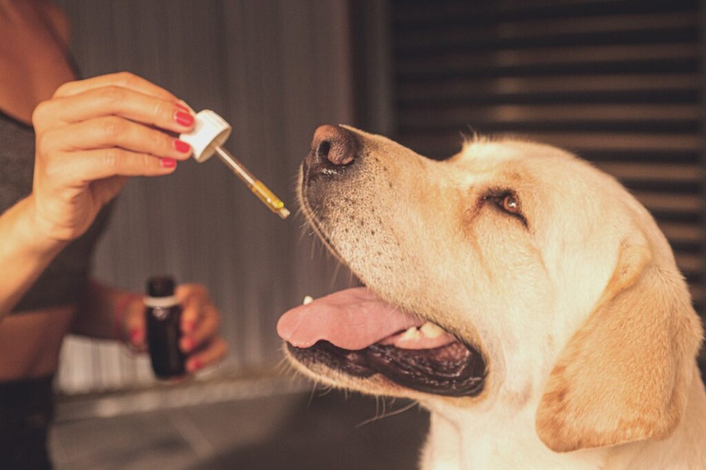 Cannabis Medicinal para tratamento de Pets
